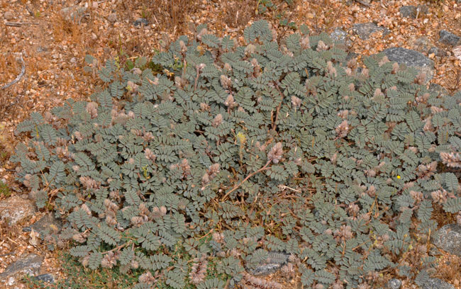 Dalea mollissima, Soft Prairie Clover, Southwest Desert Flora